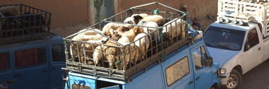 Vidéo : le souk aux moutons à Tabant à l'approche ...